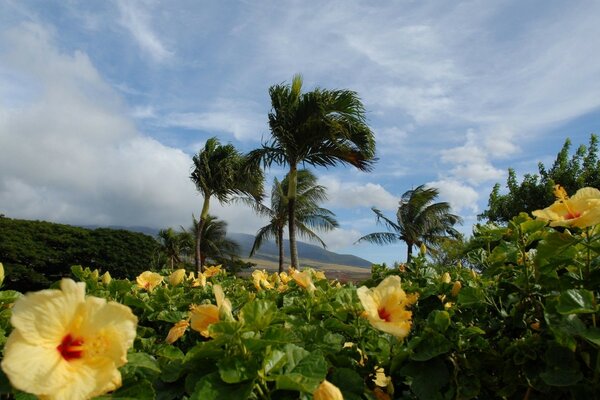 Palmeras y flores. Paisaje natural