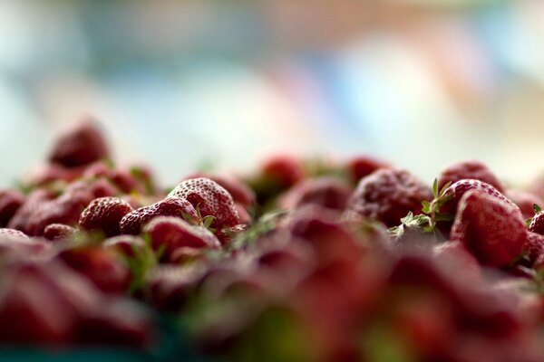 Erdbeerbeeren Nahaufnahme schießen