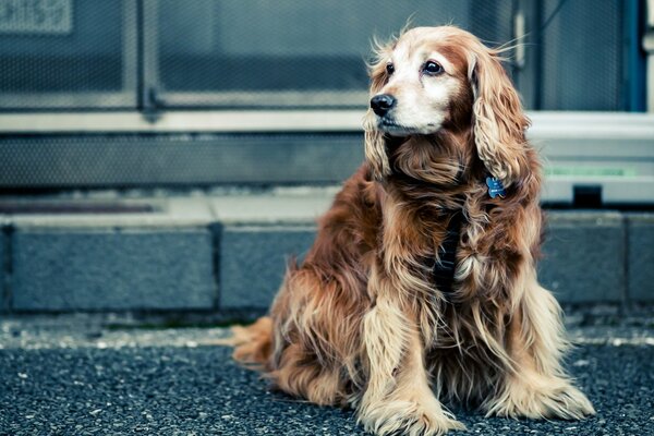 Ein zotteliger Hund sitzt auf dem Bürgersteig und schaut zur Seite