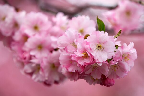 Branche de Sakura: fleurs roses et feuilles vertes jaunes