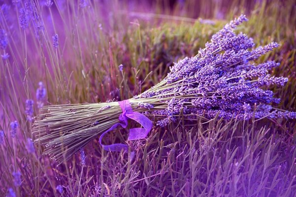 Bouquet de fleurs lilas dans le champ