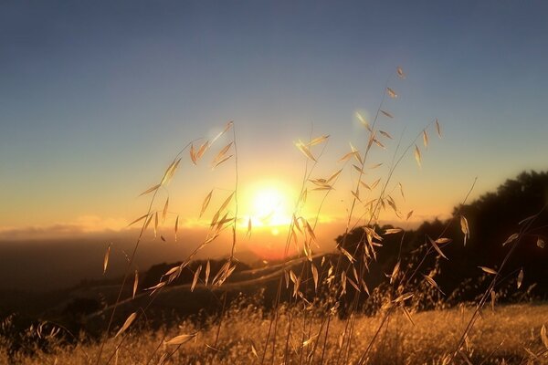 Orecchie alla luce del sole autunnale