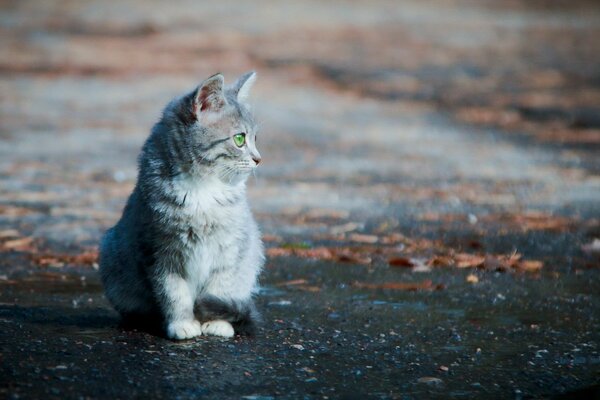 Gatto seduto all aperto e annoiato