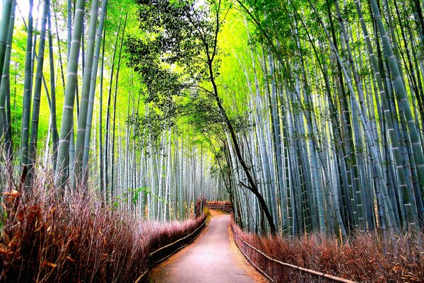 Strada vuota sullo sfondo degli alberi