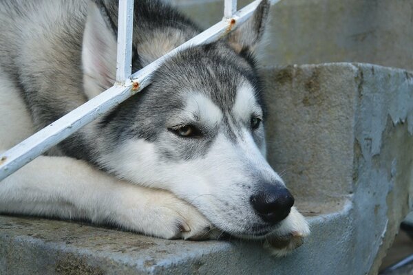 Un chien gris triste avec un museau blanc se coucha sur les Marches