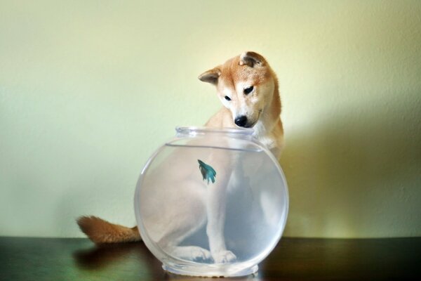 Cane con acquario e pesce