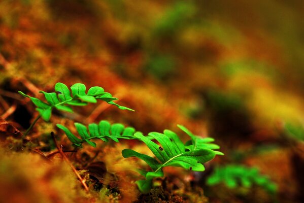 Young ferns on the ground