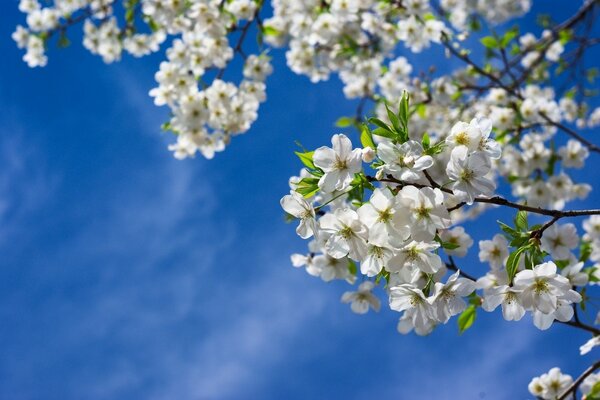 Fleurs de cerisier en fleurs sur fond de ciel de printemps bleu
