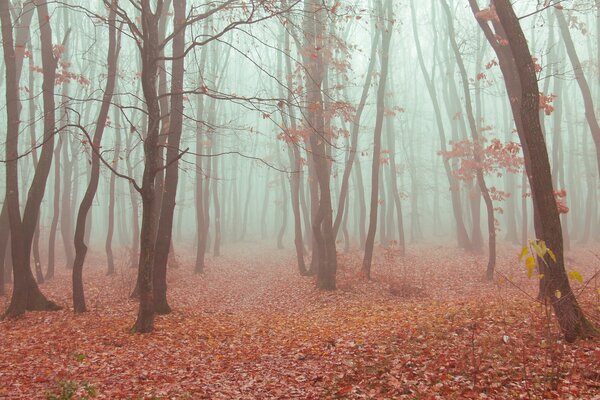 Kleiner Herbstnebel im Wald