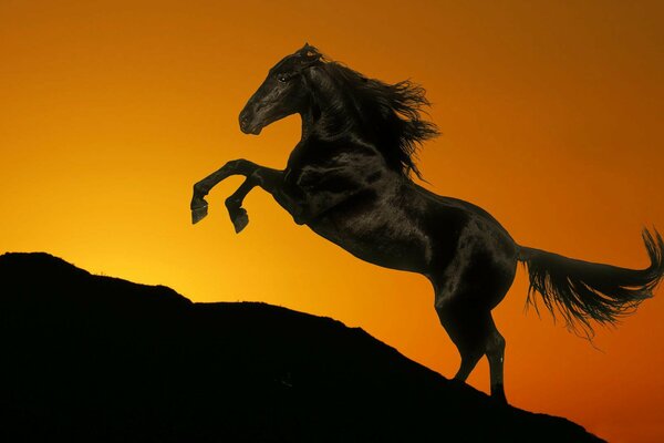 A horse with a developing mane on the background of sunset