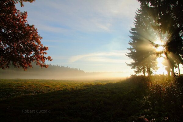 The sun illuminates the trees, the morning rays in nature