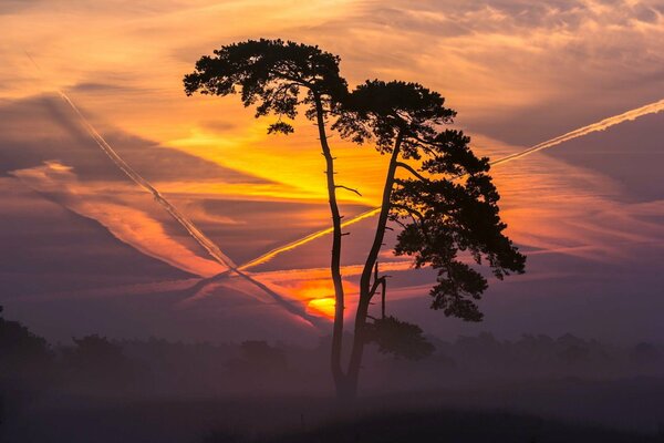 Sunset sky with clouds and a tree in the steppe