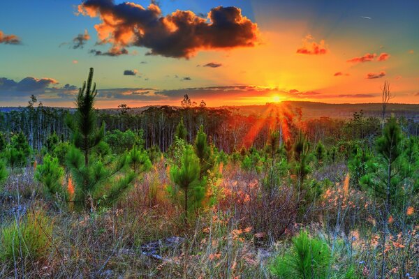 Un paesaggio affascinante di giovani alberi al tramonto