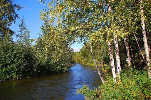 Fiume nella foresta tra le betulle