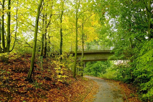  Brücke durch den Herbst an einem sonnigen Tag