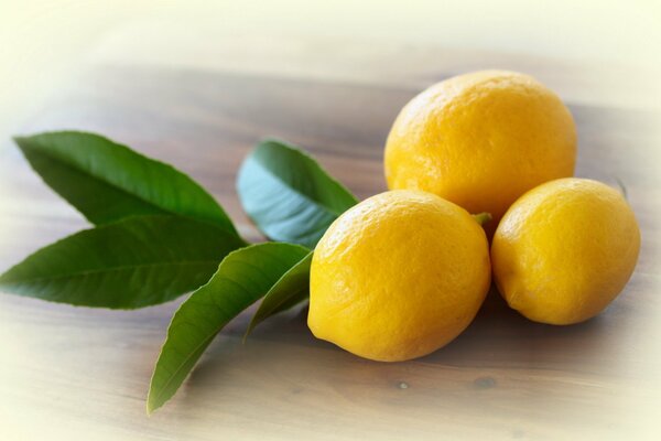 Three lemons and a green twig on the table
