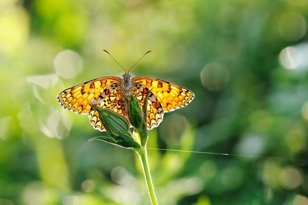 Schmetterling auf Ast mit unscharfen Hintergründen