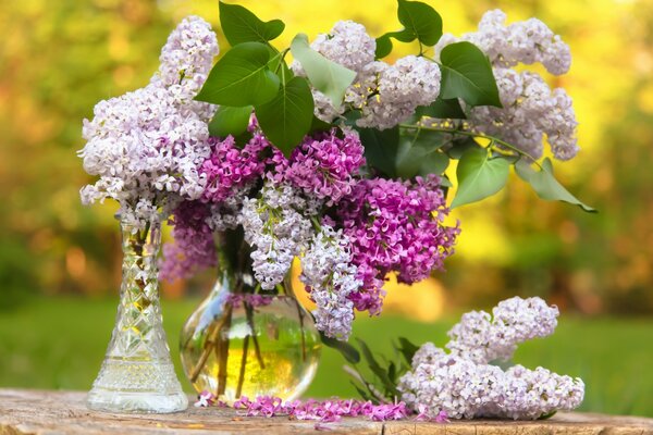 White and pink lilac flowers in a vase