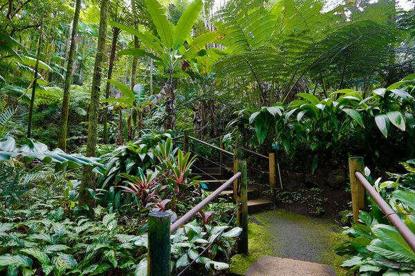 Nature Hawaii beau jardin