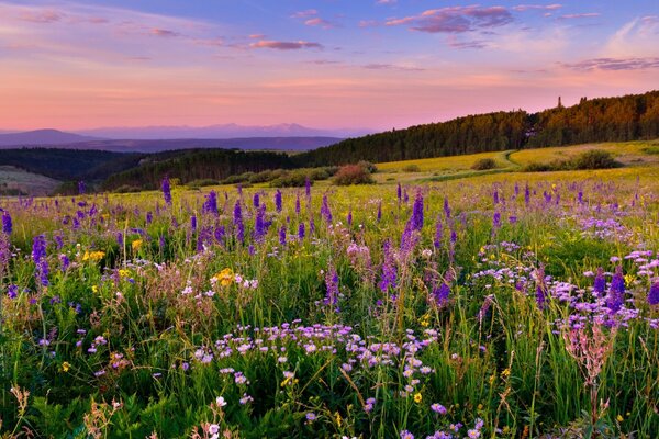 Paisaje con flores en un Prado en el valle