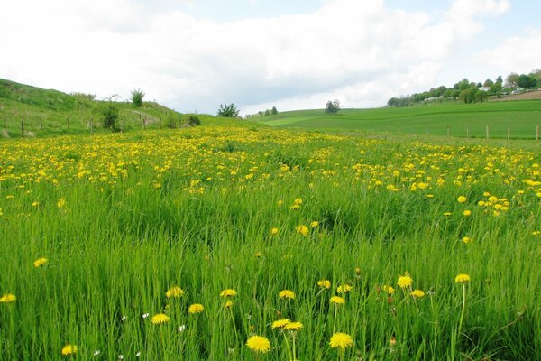 Gelber Löwenzahn im grünen Feld
