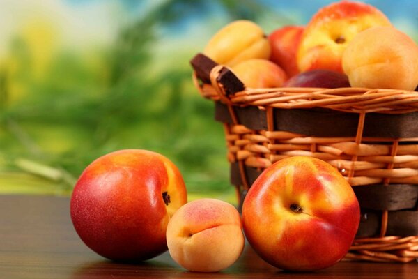 Nectarines et abricots dans un panier sur fond de nature