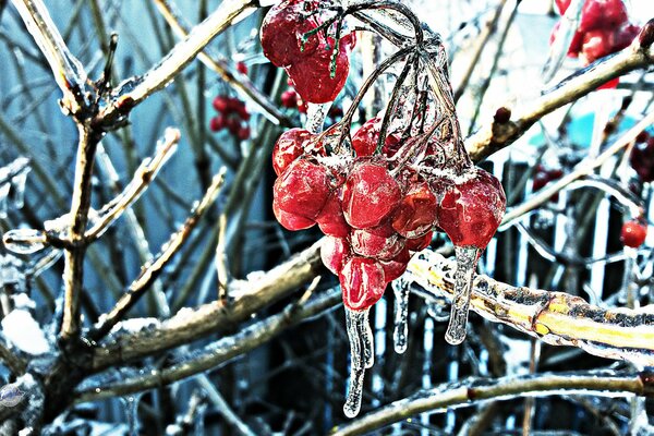 Bayas heladas de viburnum en hielo