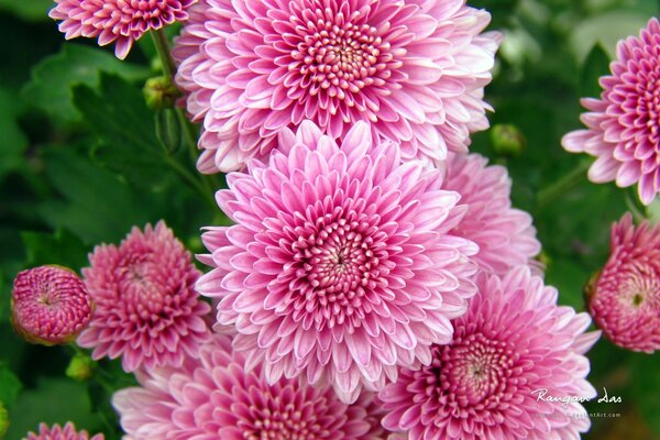 Beautiful pink charisanthemum flowers