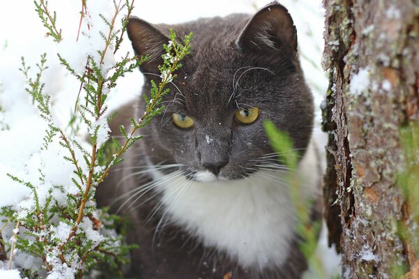 The cat is watching in the snow next to derov