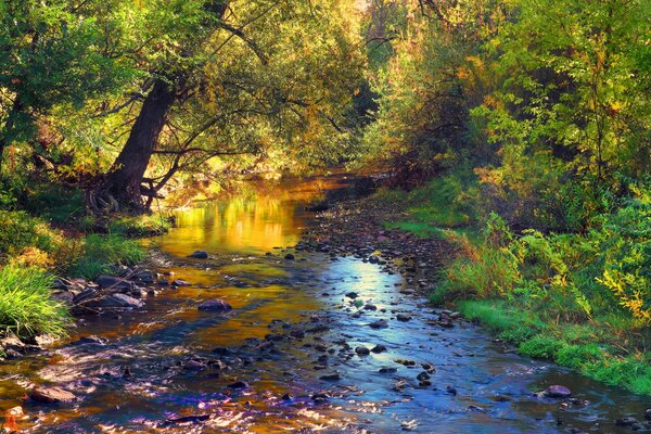 Пейзаж с каменистой рекой в лесу