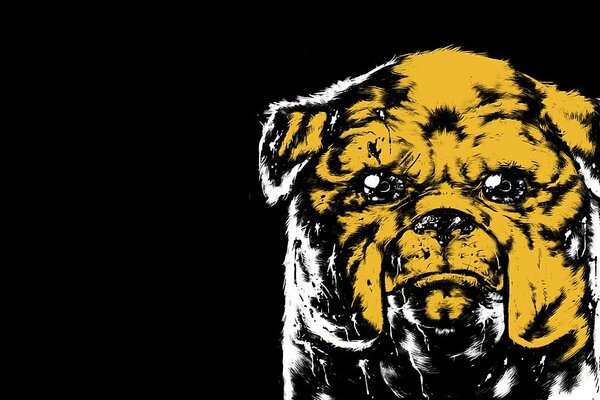 Dog on a black background