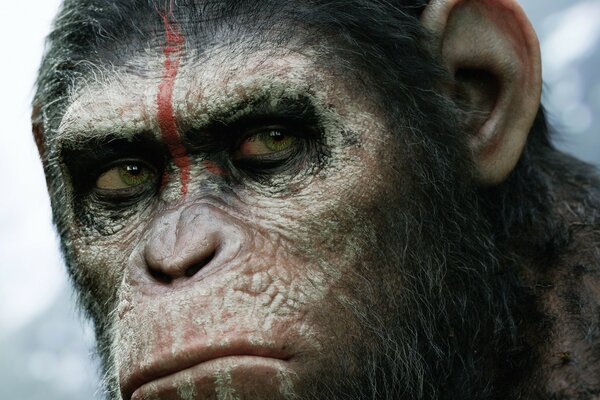 One of the heroes of the fantastic movie Planet of the Apes 