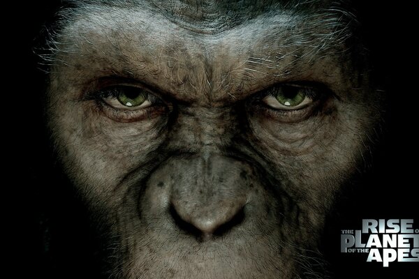 La scimmia del film fantasy Rise of the planet of the Apes