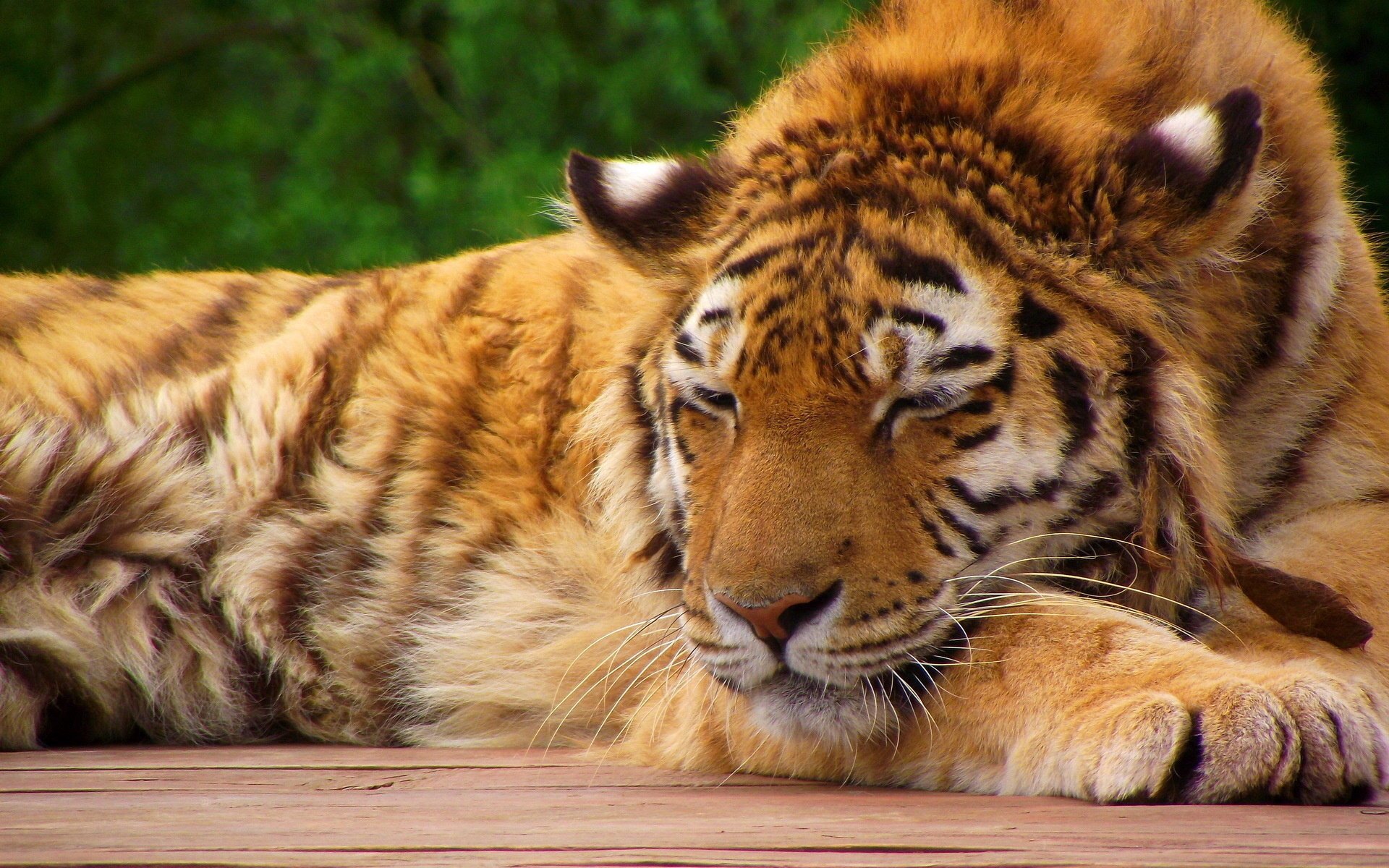 tigre gato rojo rayado patas hocico cachorro de tigre durmiendo