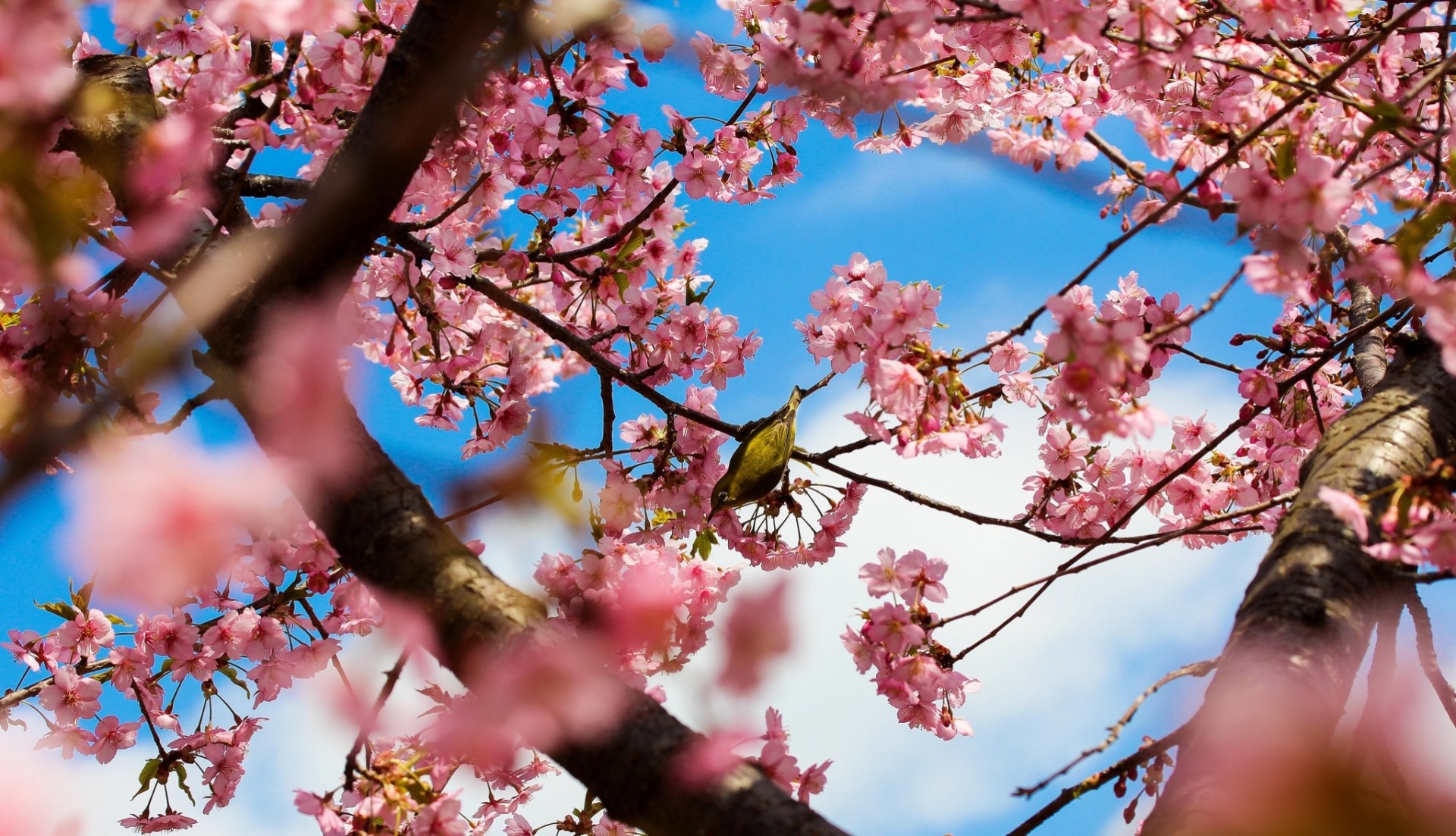 alberi tokyo fiori parco fioritura giappone sakura