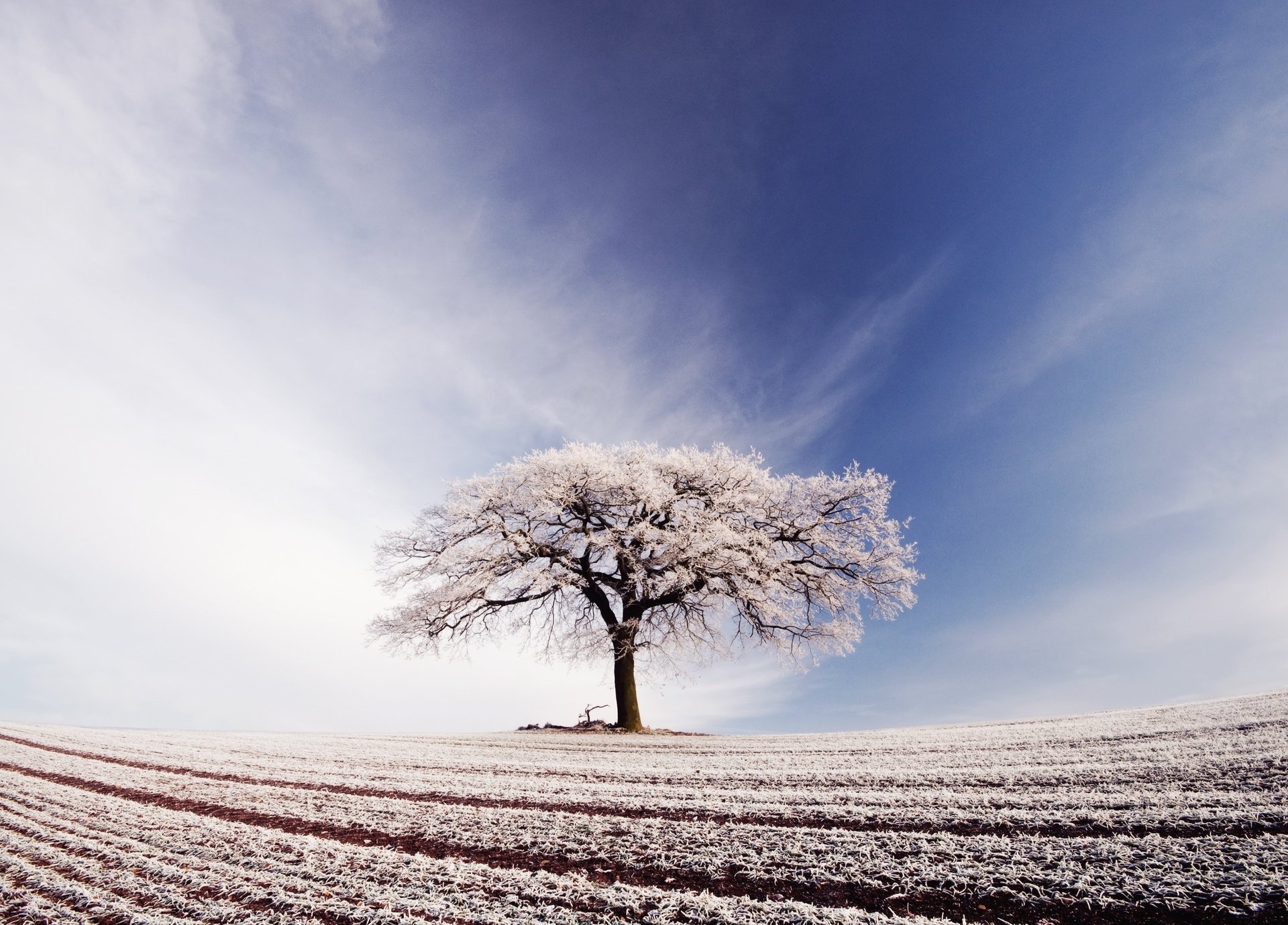 himmel wolken baum feld frost