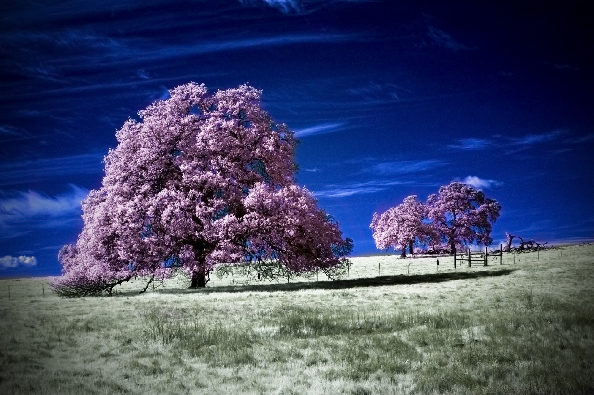 champ ciel arbres paysage