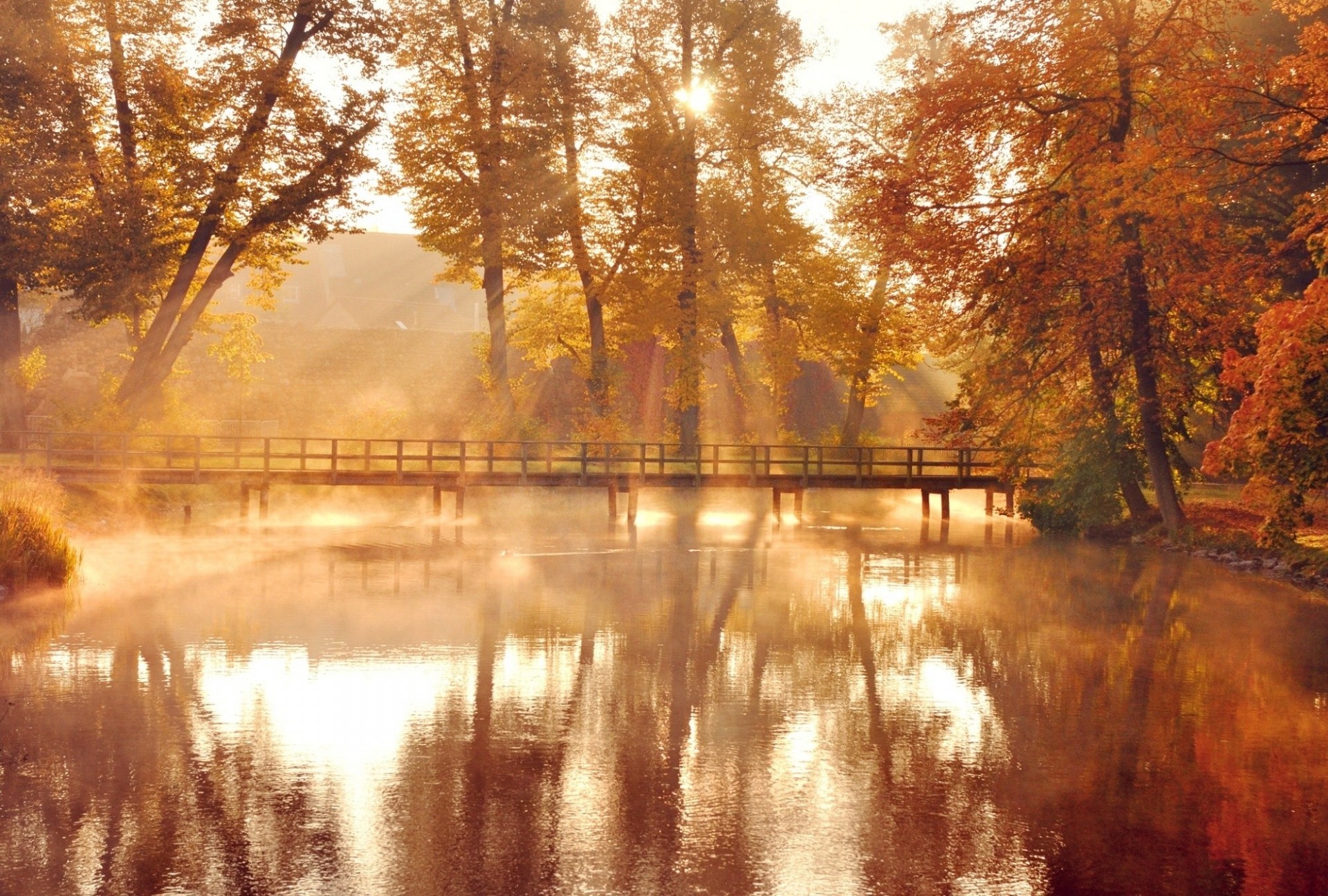 liść jesień drzewa natura