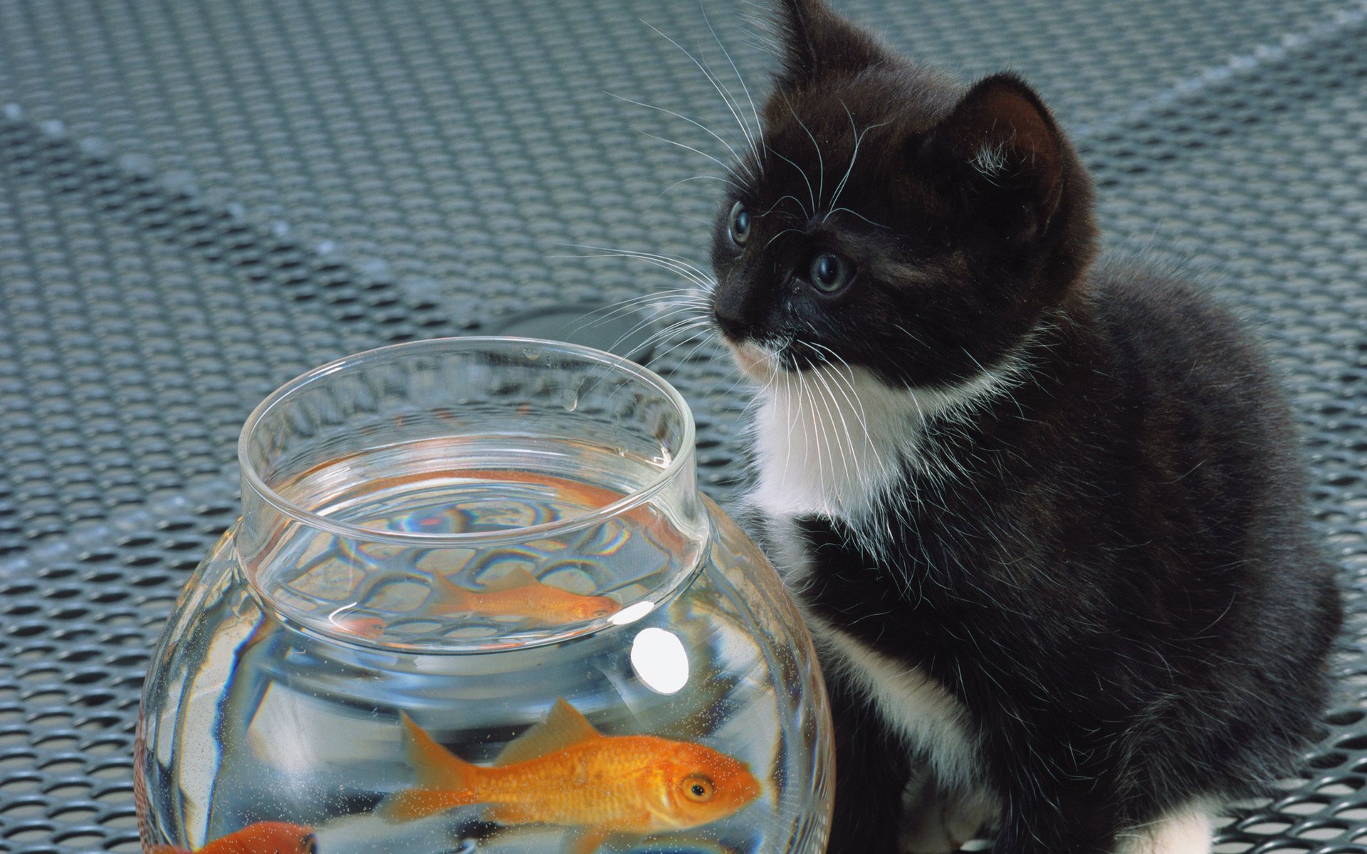 cat white kitten fish cat cat aquarium black