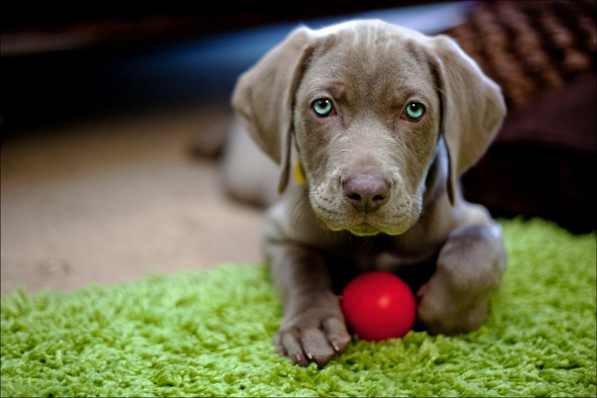 cachorro mirada pelota