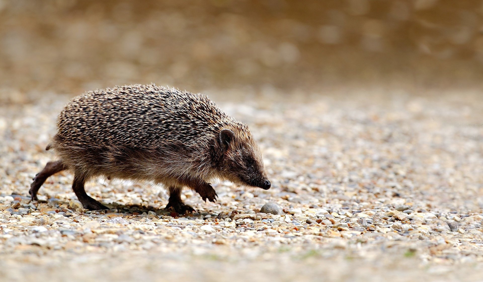 igel suche stachelig igel laufen grau