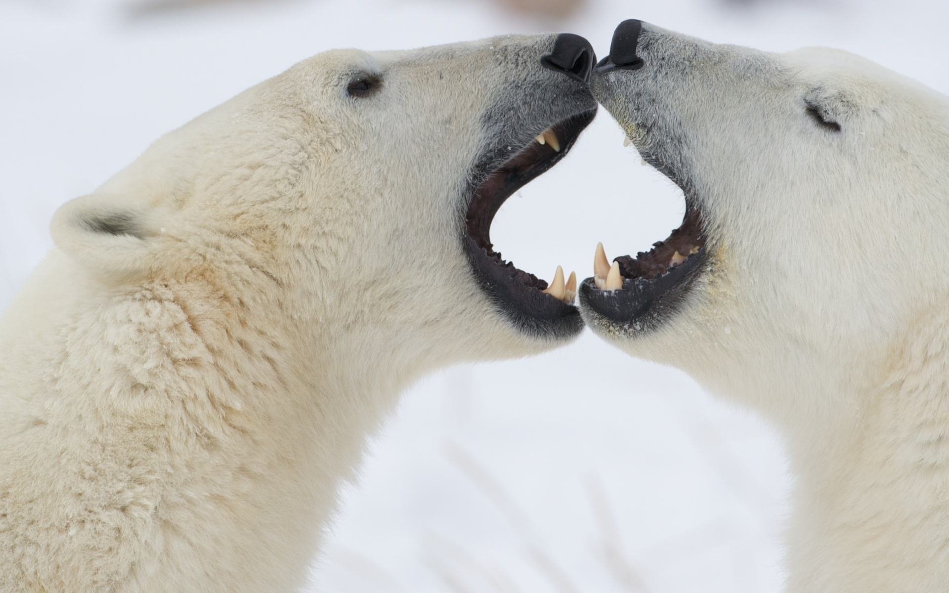 ours jeux neige hiver