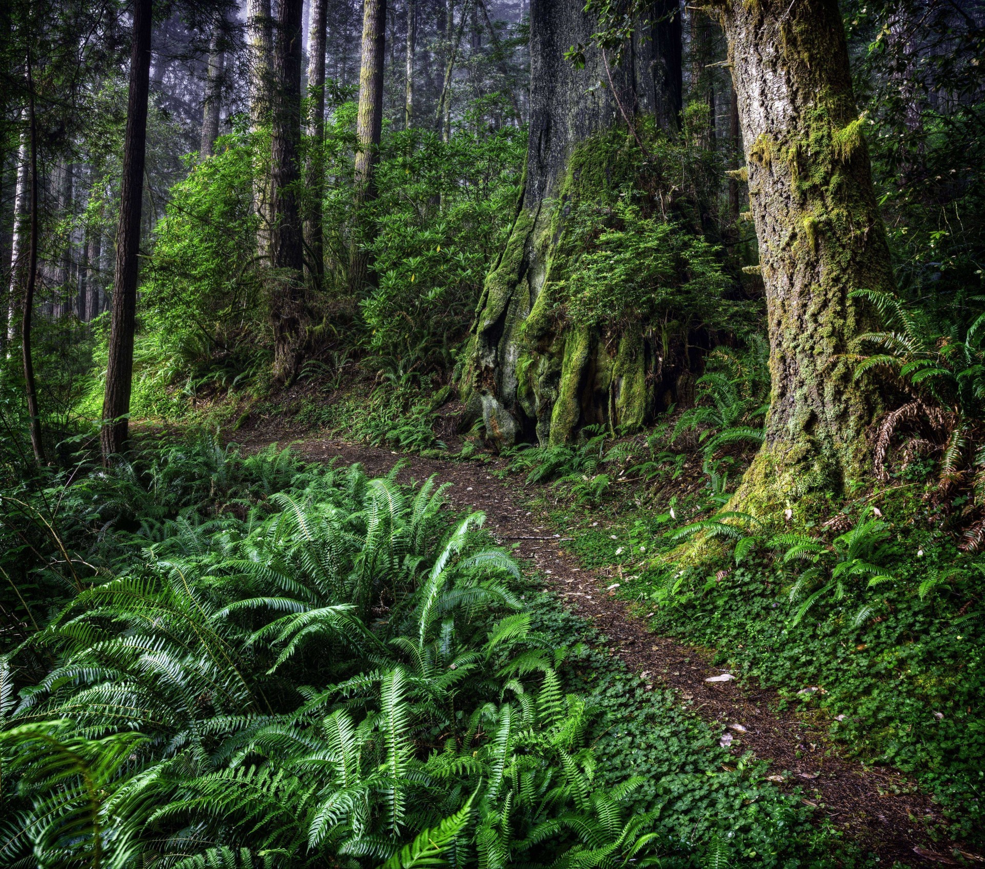 bäume natur wald wanderweg