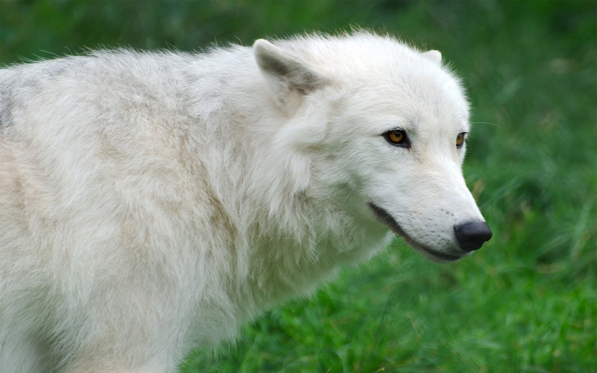 arctique loup loup arctique herbe blanc