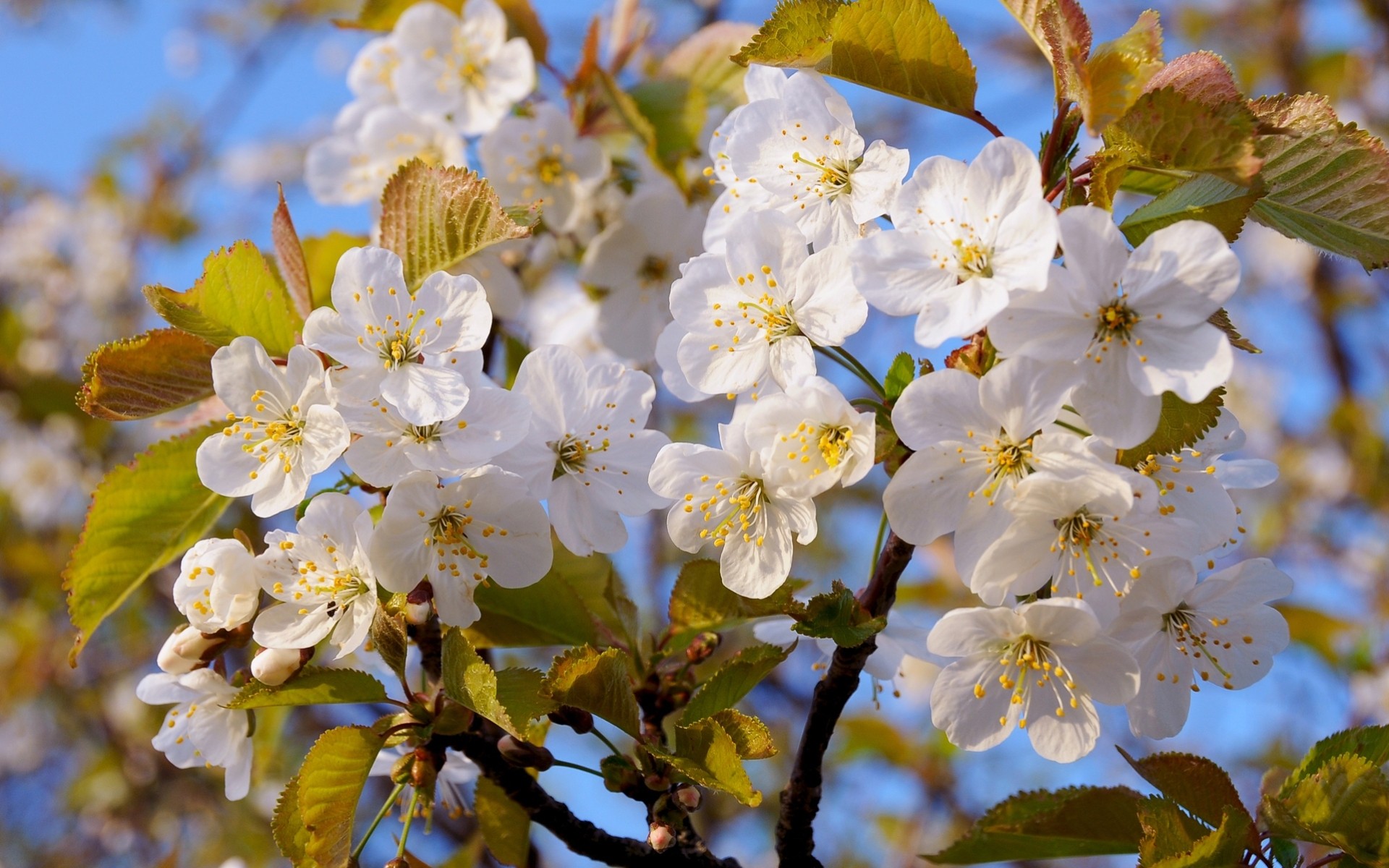 sole macro alberi fiori primavera