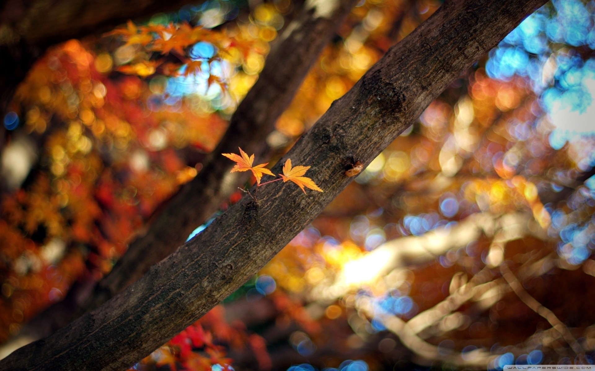 ramo bokeh albero