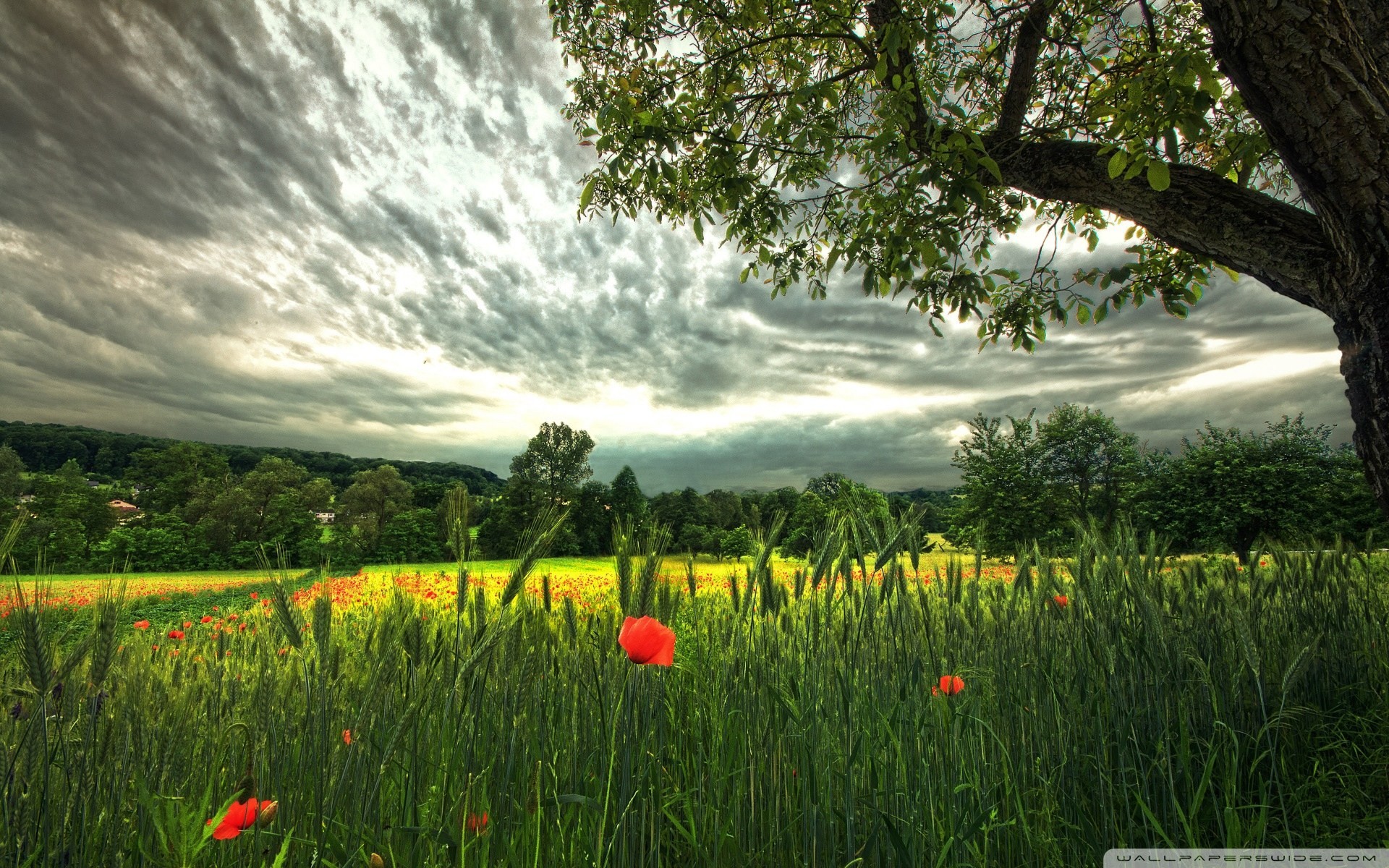 campo paisajes verano flores