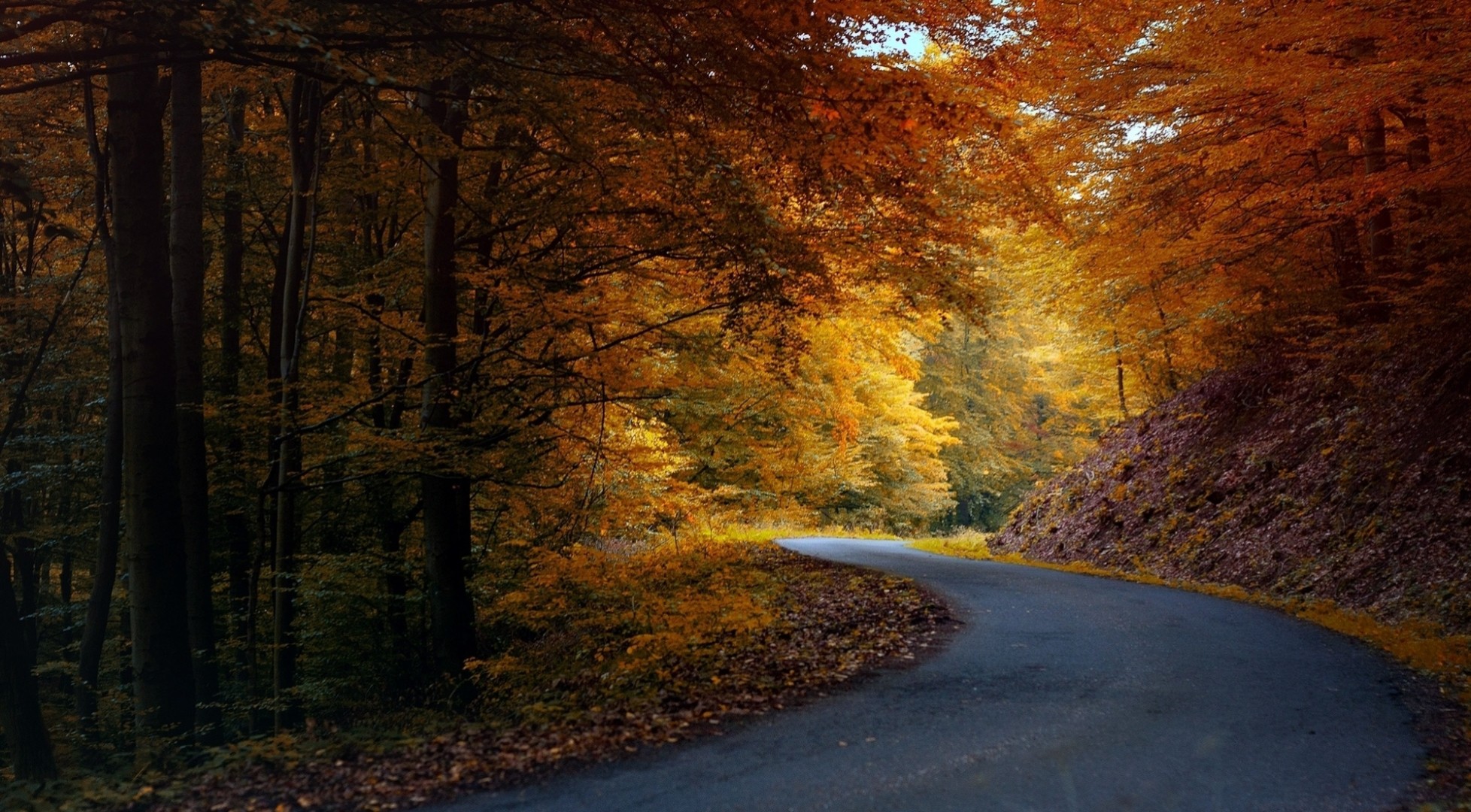 otoño carretera bosque asfalto naturaleza