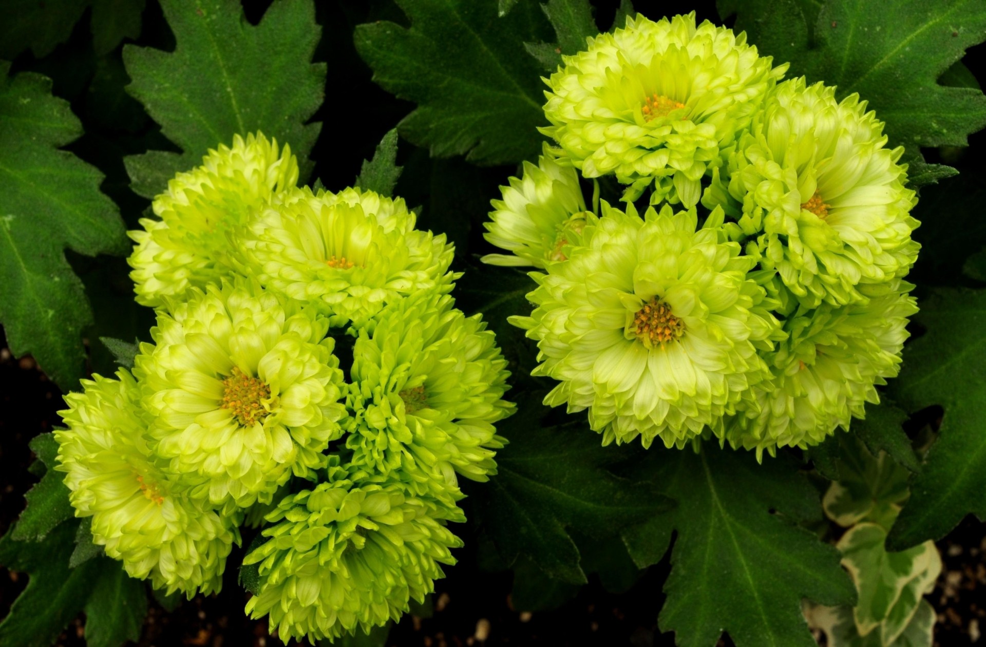 bed green flower aster