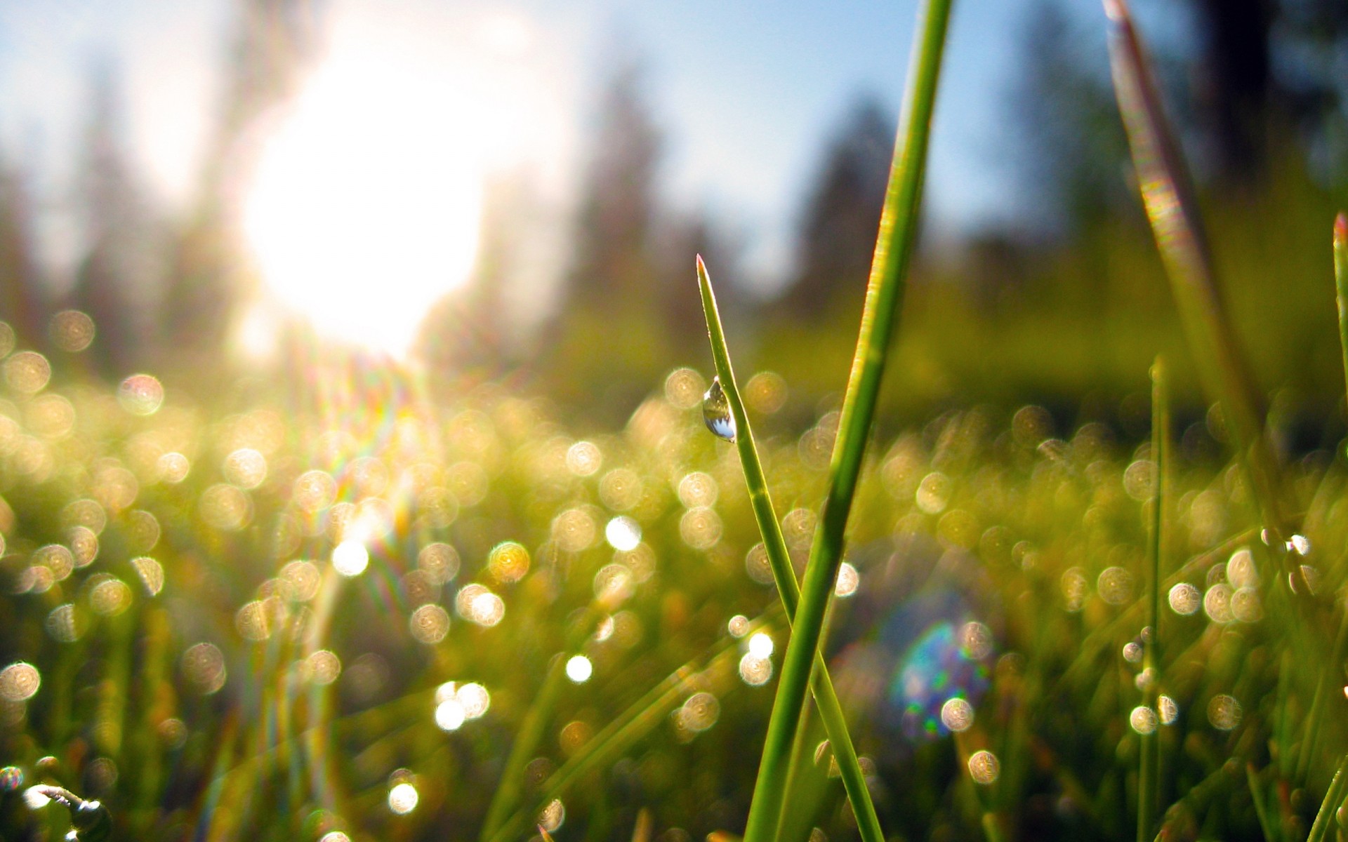 erba natura bokeh mattina sole piante rugiada